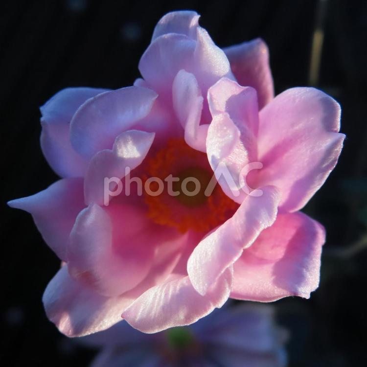 シュウメイギク（秋明菊） シュウメイギク,秋明菊,花の写真素材