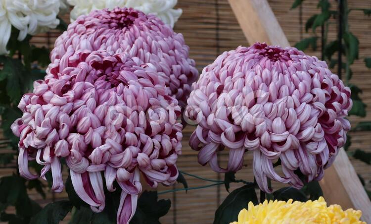 後楽園の敷地内　菊の展示会 フラワーアレンジメント,優しい花,公園の花の写真素材