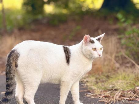 Male white pheasant cat, JPG Male white pheasant cat, JPG