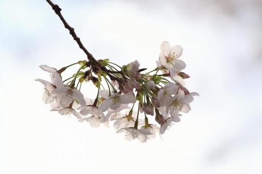 桜 桜の写真