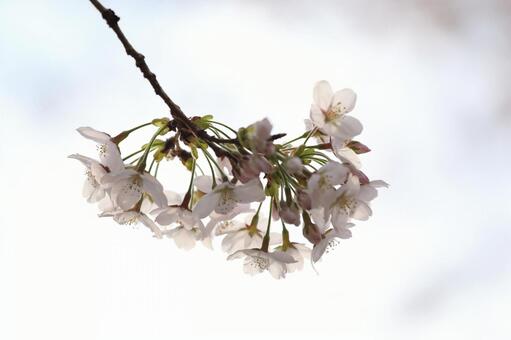 Photo, árvore de cereja, pétala, primavera, 