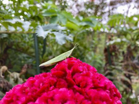 ケイトウの花とバッタ ケイトウ,花,ピンクの写真素材
