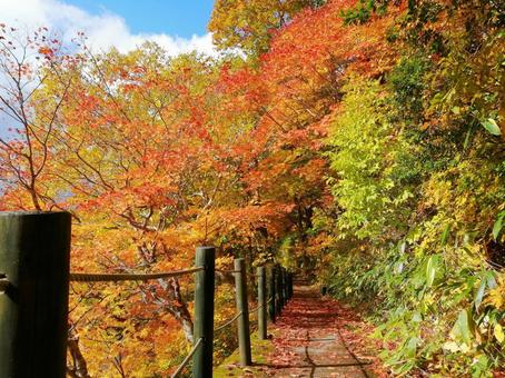 秋の鮮やかな紅葉 秋の鮮やかな紅葉の写真