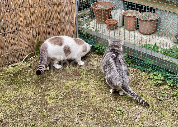 庭を探索するシャム系猫とサバシロ猫 猫,可愛い,サバシロの写真素材