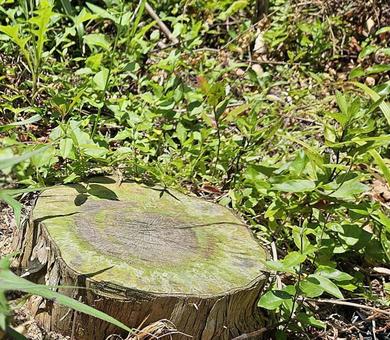 切り株1 切り株,葉っぱ,ふるい木の写真素材