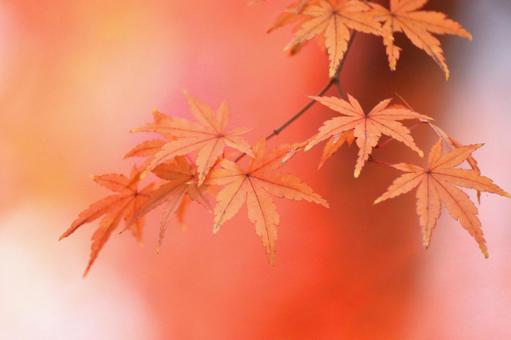 Autumn colors, JPG Autumn colors, autumn leaves, yellow leaves, red, JPG