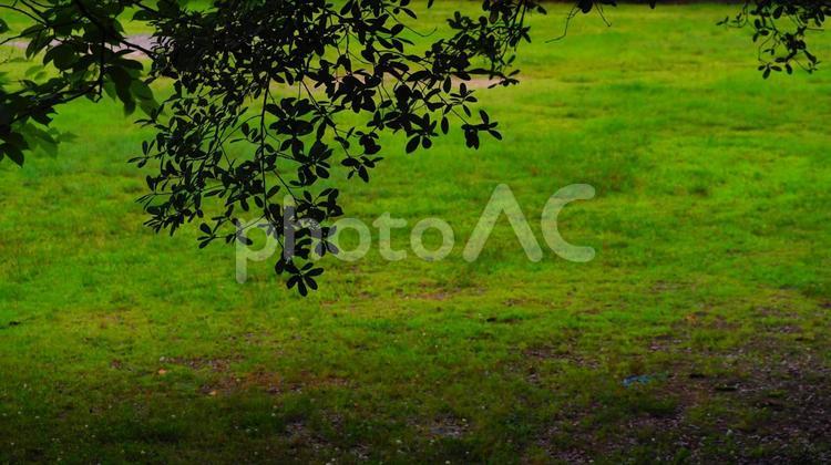 蒸し蒸しする夕方の公園の芝生 木,木々,散策の写真素材