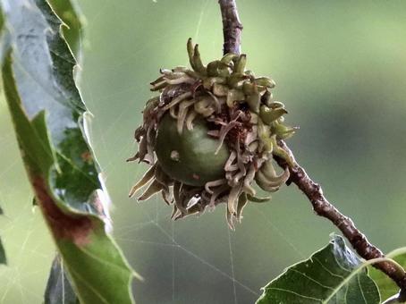 実のなる木 実のなる木 植物,実,川辺の写真素材