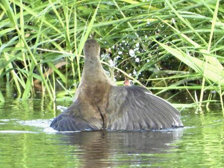 バンとクイナのバトルの写真