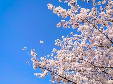 cherry blossoms, JPG cherry blossoms, JPG