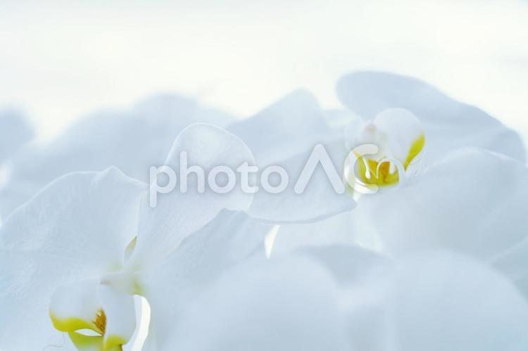 蘭の花の背景、テクスチャ 蘭,ラン,花の写真素材