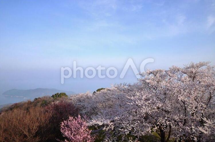 桜のある風景　　　　 桜,自然,ピンクの写真素材