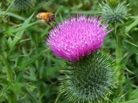 A bee has pollen on its leg, JPG A bee has pollen on its leg, JPG