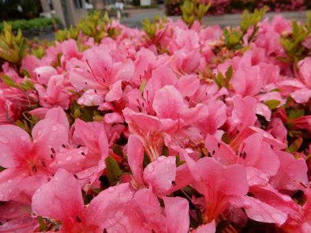 【花の写真】ツツジの花 ツツジ,つつじ,躑躅の写真素材