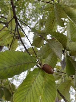 木の実 木の実 自然,木の実,どんぐりの写真素材
