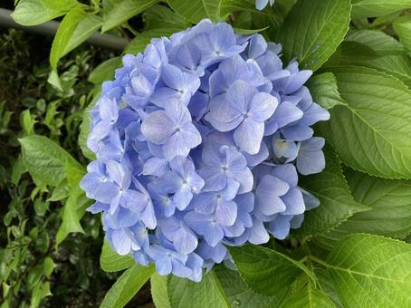紫陽花 紫陽花の写真