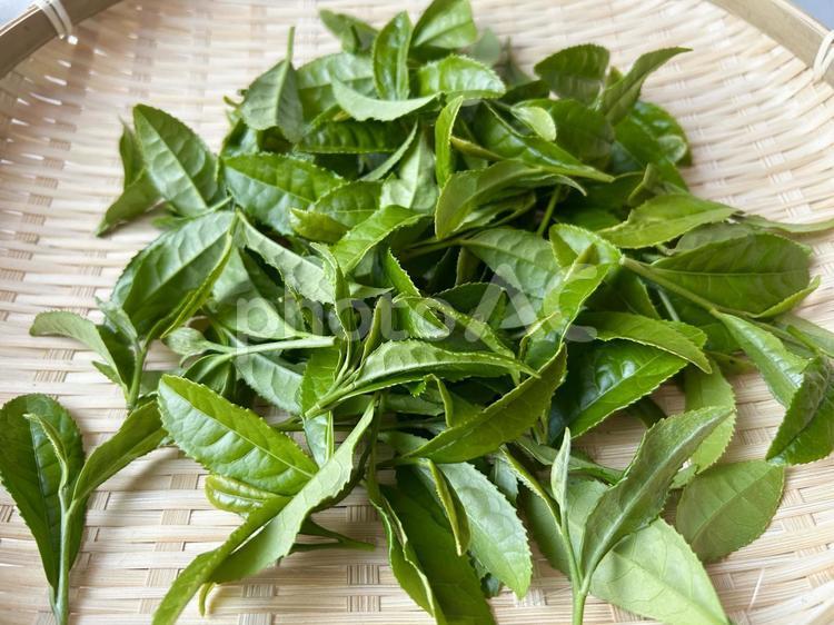 新鮮な摘みたてのお茶の葉をザルに盛る（横 お茶,茶葉,茶摘みの写真素材