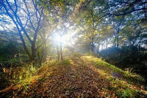 紅葉 紅葉,背景,壁紙の写真素材