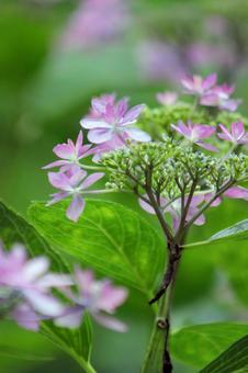 Hydrangea, JPG