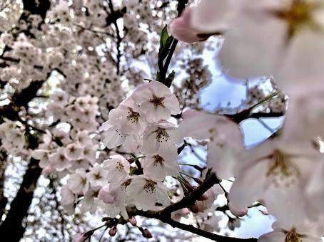 桜2 桜2の写真
