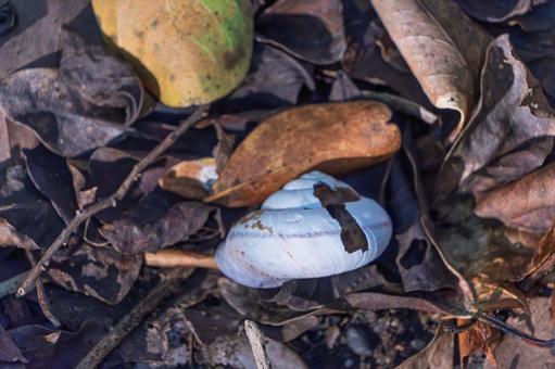 落ち葉に佇む空のカタツムリの殻 カタツムリ,殻,落ち葉の写真素材