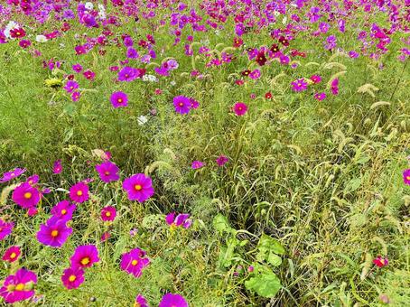 コスモス　コスモスパーク コスモス,秋桜,あきざくらの写真素材