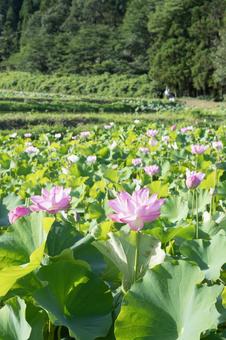 蓮の花 蓮の花の写真
