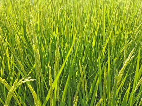 夏の田んぼ・その4 夏の田んぼ・その4の写真