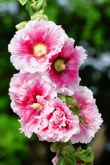 6月上旬の仏生山公園のタチアオイの花 6月上旬の仏生山公園のタチアオイの花 タチアオイ,花,植物の写真素材