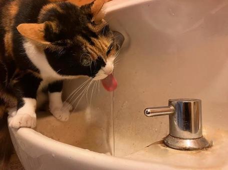水道から水を飲む三毛猫 水道から水を飲む三毛猫の写真