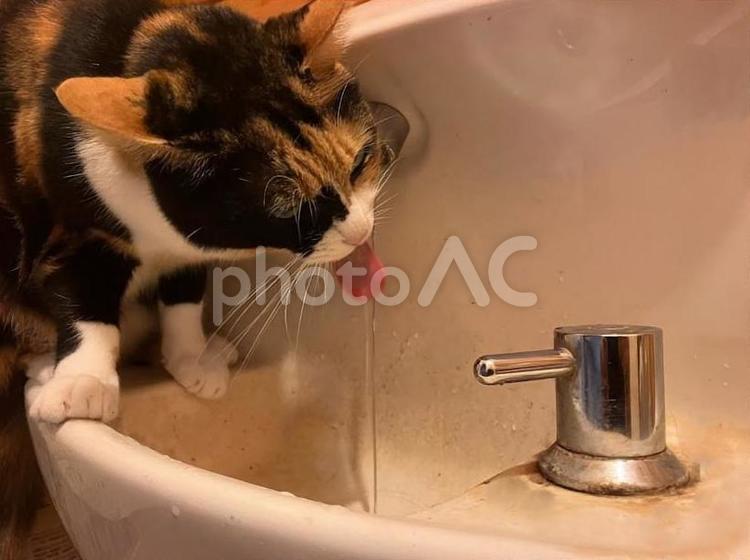 水道から水を飲む三毛猫 三毛猫,猫,ねこの写真素材