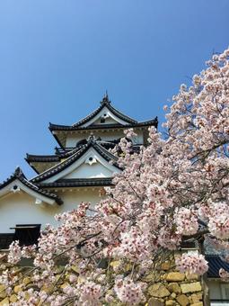 彦根城 彦根城 彦根城,国宝,桜の写真素材