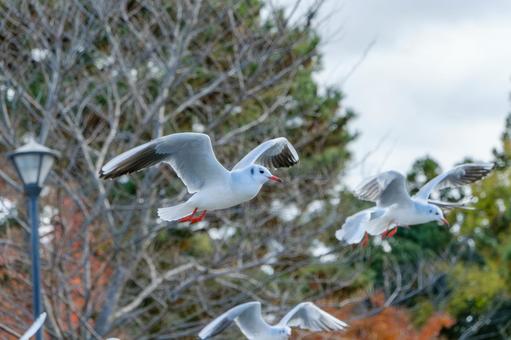 Black-headed gulls flying in the winter sky, JPG Black-headed gulls flying in the winter sky, JPG