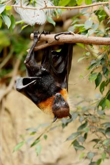 目覚めた蝙蝠 目覚めた蝙蝠 コウモリ,インドオオコウモリ,目覚めの写真素材