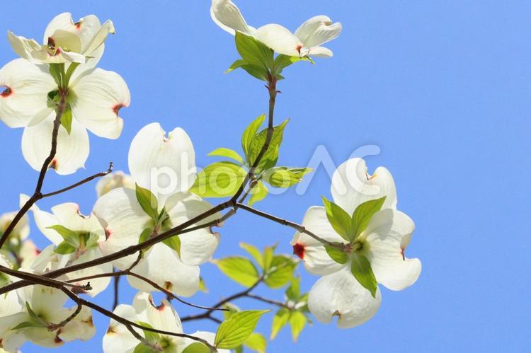 白いハナミズキと青空　４ ハナミズキ,花水木,はなみずきの写真素材