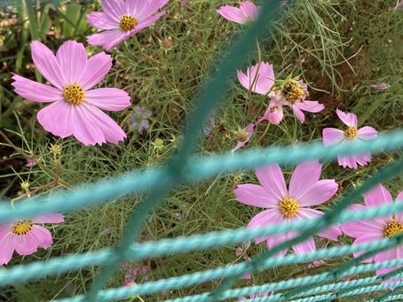 花のクローズアップ 花のクローズアップの写真