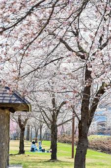 さくら５の写真