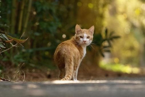 振り返る野良猫 振り返る野良猫 猫,野良猫,ネコの写真素材