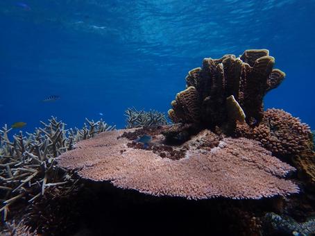 サンゴ礁のある海 サンゴ礁のある海の写真