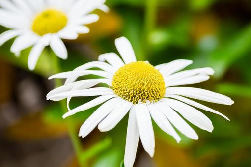 フランスギク⑺ 花,フランスギク,キク科の写真素材