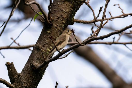 枝にとまるコサメビタキ コサメビタキ,野鳥,鳥の写真素材