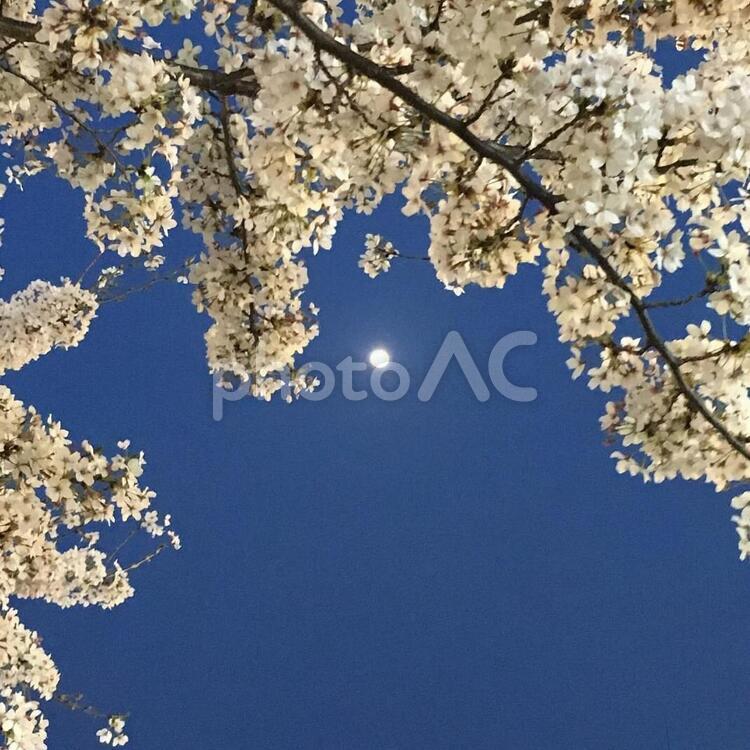 桜と満月 桜,夜桜,満月の写真素材