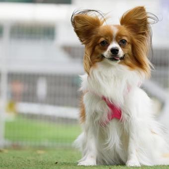 ドッグランのパピヨン ドッグランのパピヨン 犬,パピヨン,可愛い犬の写真素材