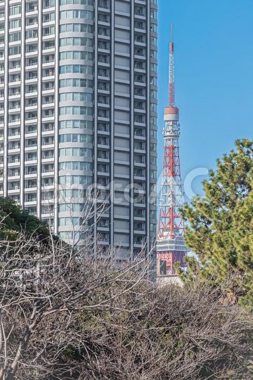 東京　浜離宮恩賜庭園の風景 東京,東京都,浜離宮恩賜庭園の写真素材