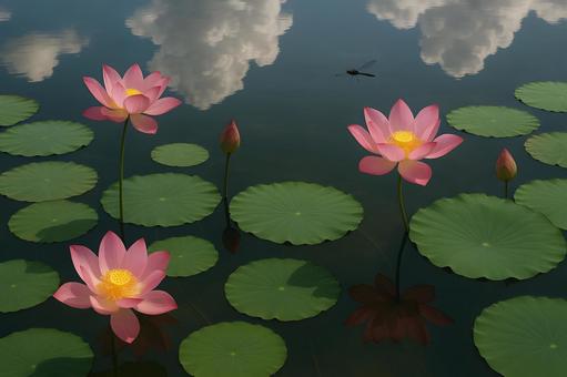 雲映す蓮の花 雲映す蓮の花の写真