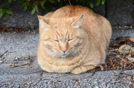 Sleeping cat, JPG Sleeping cat, JPG