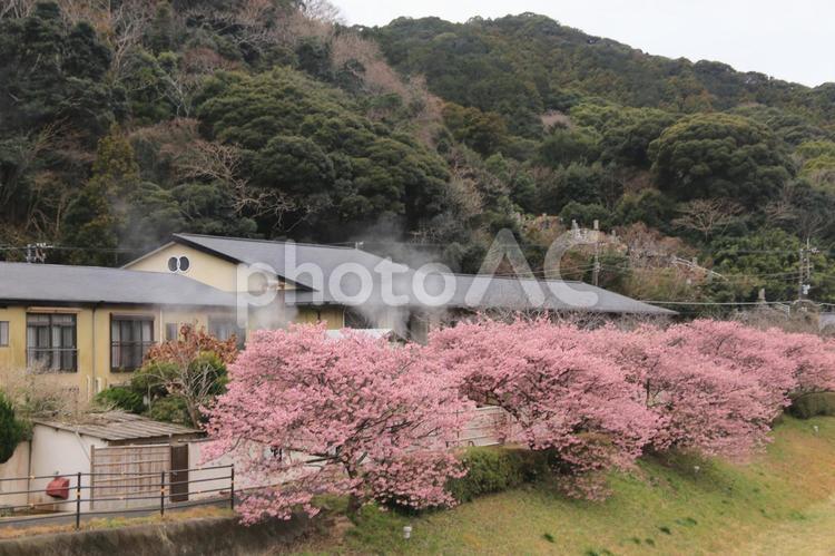 南伊豆町の桜満開 桜,満開,河津さくらの写真素材