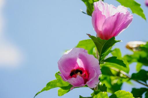 Photo, flower, muggets, hachisu, 