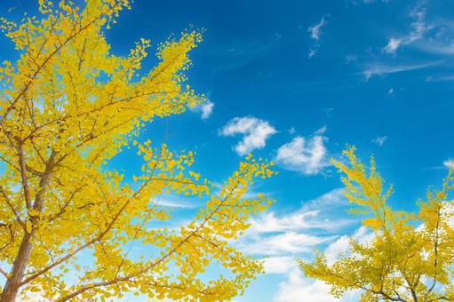紅葉したイチョウ5 紅葉したイチョウ5 イチョウ,秋,銀杏の写真素材