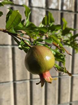 ミニザクロ ザクロ,ざくろ,石榴の写真素材